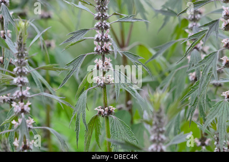 Motherwort (Leonurus cardiaca) Foto Stock