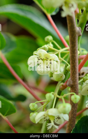 Hardy (kiwi actinidia arguta 'bojnice') Foto Stock