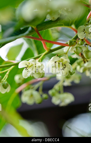 Hardy (kiwi actinidia arguta 'bojnice') Foto Stock