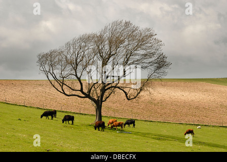 Il pascolo di bestiame nel South Downs National Park vicino a Cissbury Ring nel West Sussex. Foto Stock