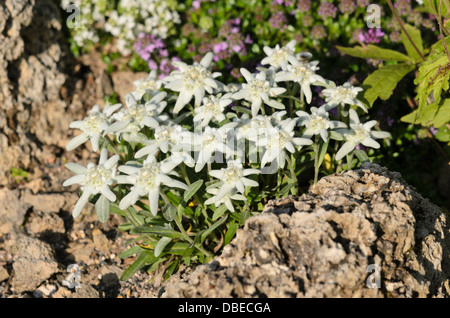 Edelweiss (Leontopodium nivale syn. leontopodium alpinum) Foto Stock