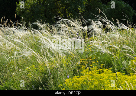 Golden feather grass (stipa pulcherrima) e seguier's (Euforbia euphorbia seguieriana) Foto Stock