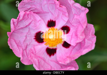 Rock Rose (cistus x purpureus "betty taudevin') Foto Stock