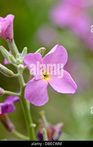 Annoso stock (matthiola incana) Foto Stock