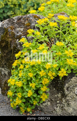 La kamchatka stonecrop (sedum kamtschaticum syn. phedimus kamtschaticus) Foto Stock