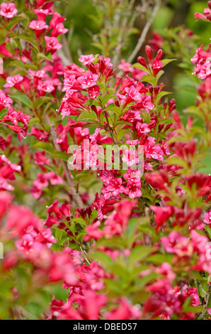 Weigela florida 'bristol ruby' Foto Stock