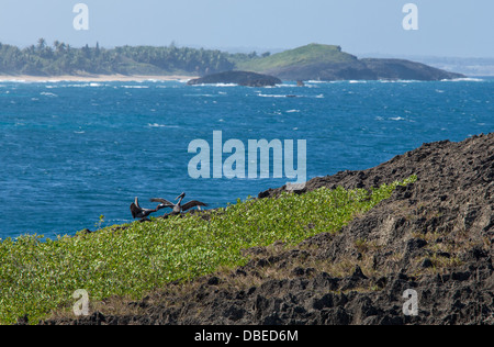 Pellicani giocare vicino Punta Caracoles, Puerto Rico. Foto Stock