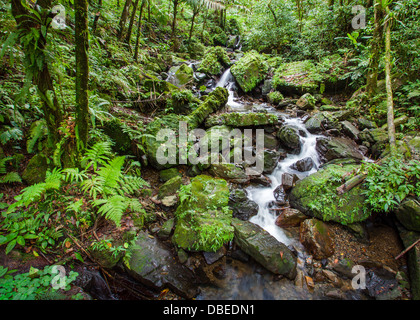 L'avvolgimento di Juan Diego in streaming in El Yunque foresta pluviale, Puerto Rico Foto Stock