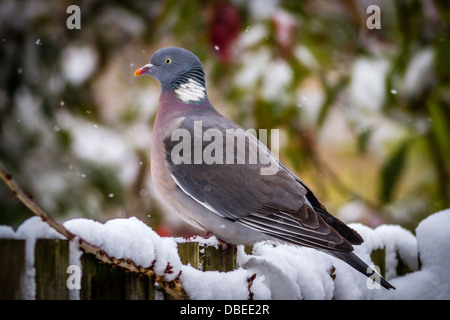 Woodpigeon seduto su un giardino recinto dopo la nevicata, nello Yorkshire, Regno Unito Foto Stock