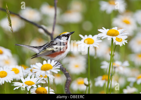 Castagno-Sided Warbler che perching vicino Daisies uccello songbird Ornitologia Scienza natura natura ambiente naturale Foto Stock