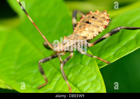 Foglia-footed bug nymph (Acanthocephala sp.) sulla foglia. Foto Stock