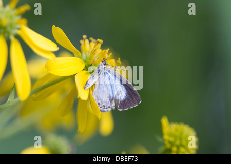 Estate femmina Azure - (Celastrina neglecta) farfalla catturata da ambush bug (Phymata sp.) sul fiore giallo. Foto Stock