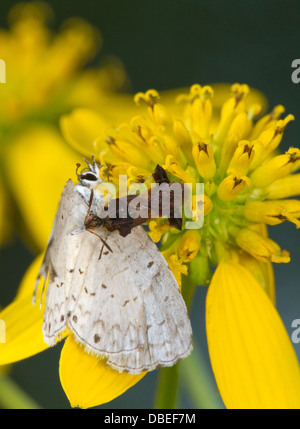 Estate femmina Azure - (Celastrina neglecta) farfalla catturata da ambush bug (Phymata sp.) sul fiore giallo. Foto Stock