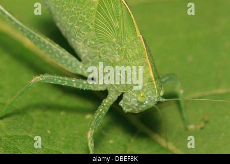 Maggiore angolo-wing Katydid (Microcentrum rhombifolium) Foto Stock