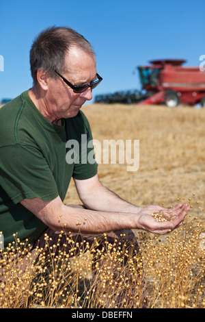 Un agricoltore che detiene un campione di questo decennio il lino raccolto con la sua mietitrebbia in background Foto Stock