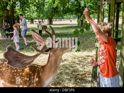 Giovane ragazzo alimenta daini (Dama Dama) - Bushy Park, Surrey Foto Stock