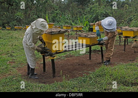 La produzione di miele in un co-operativa nella regione occidentale dell'Etiopia, Africa Foto Stock