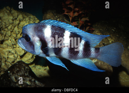 Cichlid Frontosa Cyphotilapia frontosa, Cichlidae, del Lago Tanganica, Africa Foto Stock