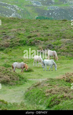 Welsh mountain pony di pascolare su Conwy Mountain Foto Stock