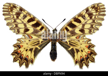 Festone meridionale butterfly (Zerynthia polissena) isolato su sfondo bianco Foto Stock