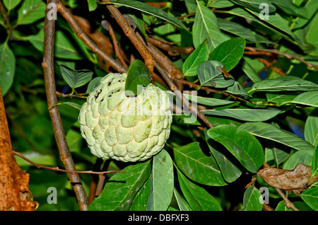 Anone frutto su albero Foto Stock