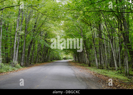 Una strada alberata nel Pictured Rocks National Lakeshore Foresta Vicino a Grand Marais Michigan, Penisola Superiore, STATI UNITI D'AMERICA Foto Stock