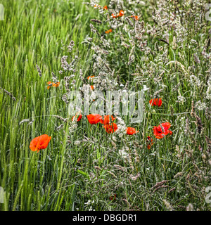 Papaveri e erbe sul bordo di un campo di mais. Foto Stock