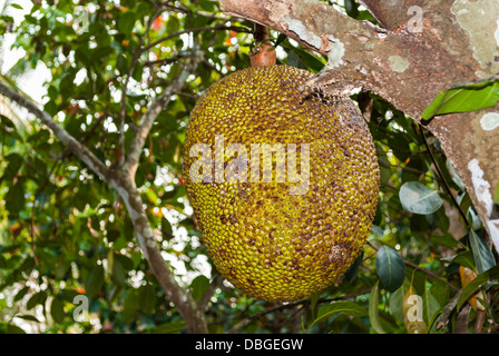 Mature Jackfruit appeso dalla struttura ad albero. Foto Stock