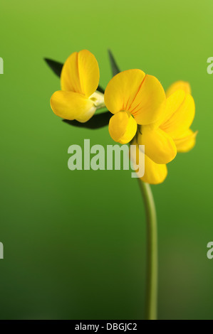 Birdfoot deervetch, Lotus corniculatus, ritratto di fiori gialli con bello sfondo outfocus. Foto Stock