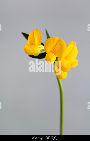 Birdfoot deervetch, Lotus corniculatus, ritratto di fiori gialli con bello sfondo outfocus. Foto Stock