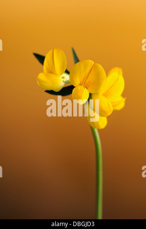 Birdfoot deervetch, Lotus corniculatus, ritratto di fiori gialli con bello sfondo outfocus. Foto Stock