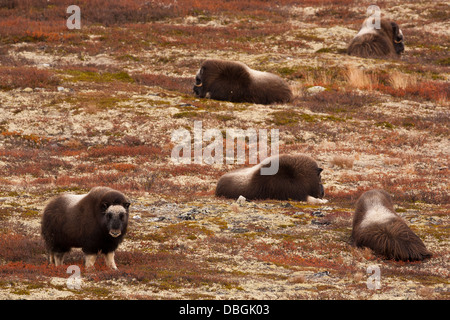 Muskoxen, Ovibos moschatus, in Dovrefjell National Park, Dovre, Norvegia. Foto Stock