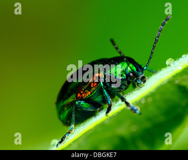 Coleottero Dogbane arroccato su una pianta verde foglia. Foto Stock