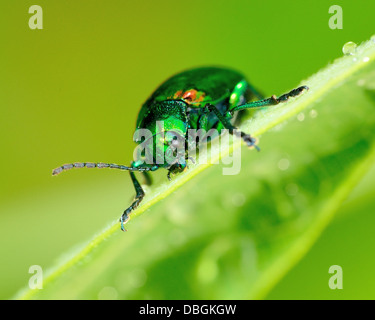 Coleottero Dogbane arroccato su una pianta verde foglia. Foto Stock