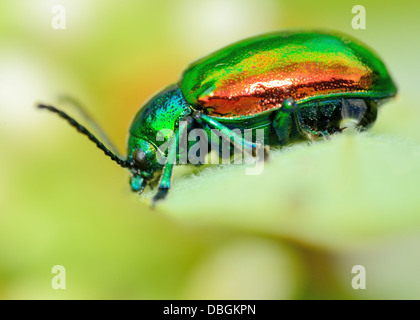 Coleottero Dogbane arroccato su una pianta verde foglia. Foto Stock