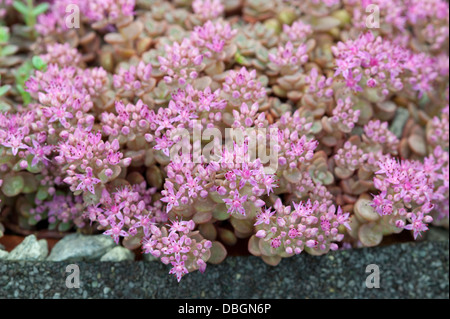 Sedum cauticola lidakense Foto Stock