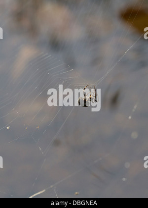 Noce Orb Weaver spider web di riparazione Foto Stock