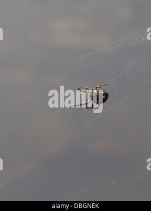 Noce Orb Weaver spider web di riparazione Foto Stock