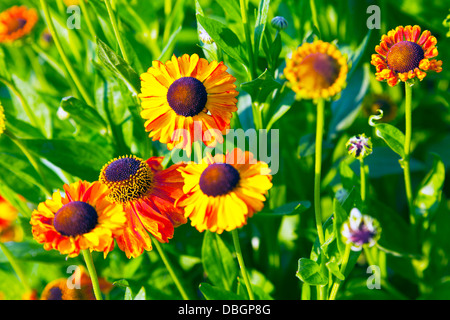 Tipico giardino inglese piante fiori Helenium Sahin presto Flowerer (Kees Sahin) Foto Stock