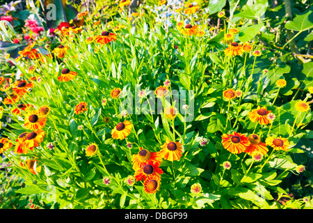 Tipico giardino inglese piante fiori Helenium Sahin presto Flowerer (Kees Sahin) Foto Stock