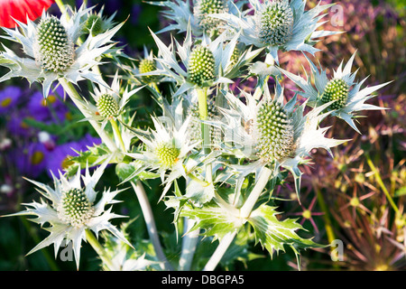 Tipico giardino inglese piante fiori Eryngium giganteum Miss Wilmott del fantasma o di mare giganti Holly Foto Stock