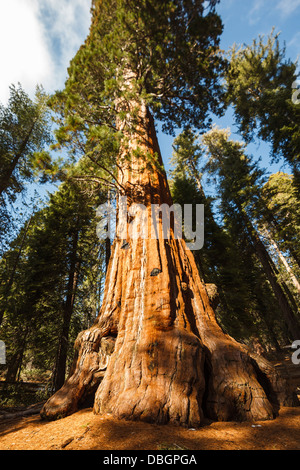 Close-up del massiccio tronco di un gigantesco albero di sequoia pezzata dalla luce del sole nel parco nazionale di sequoia della California, Stati Uniti d'America Foto Stock