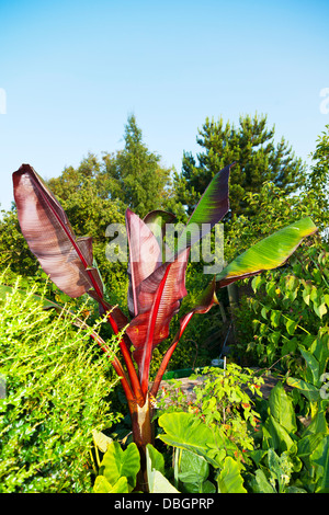 Una banana le foglie di piante erbacee piante di fioritura del genere Musa Ensete Ventricosum 'Maurelii' Foto Stock