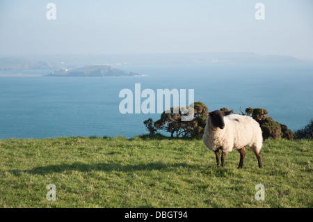 Singola nera-di fronte pecora su cliff-top Burgh Island in distanza Foto Stock