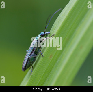 THICK-gambe coleottero di fiori (Oedemera nobilis) West Sussex, Regno Unito Foto Stock