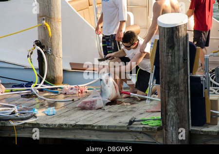 Massachusetts, Martha's Vineyard. La pesca degli squali, Illex, squalo mako (Isurus oxyrinchus) testa di pulizia sul dock. Foto Stock