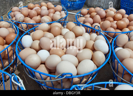 Riuniti organico "free range' ' uova di gallina. Foto Stock