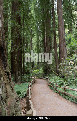 Sentiero attraverso la foresta di Coast Redwoods, Sequoia sempervirens, Muir Woods monumento nazionale Foto Stock