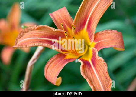 Close up di un brillantemente colorato di arancione lilly fiore in piena fioritura Foto Stock