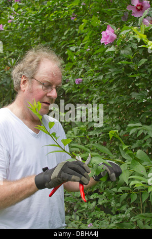 Uomo di mezza età con forbici potatura di cespugli di rose e di piante di Sharon Foto Stock